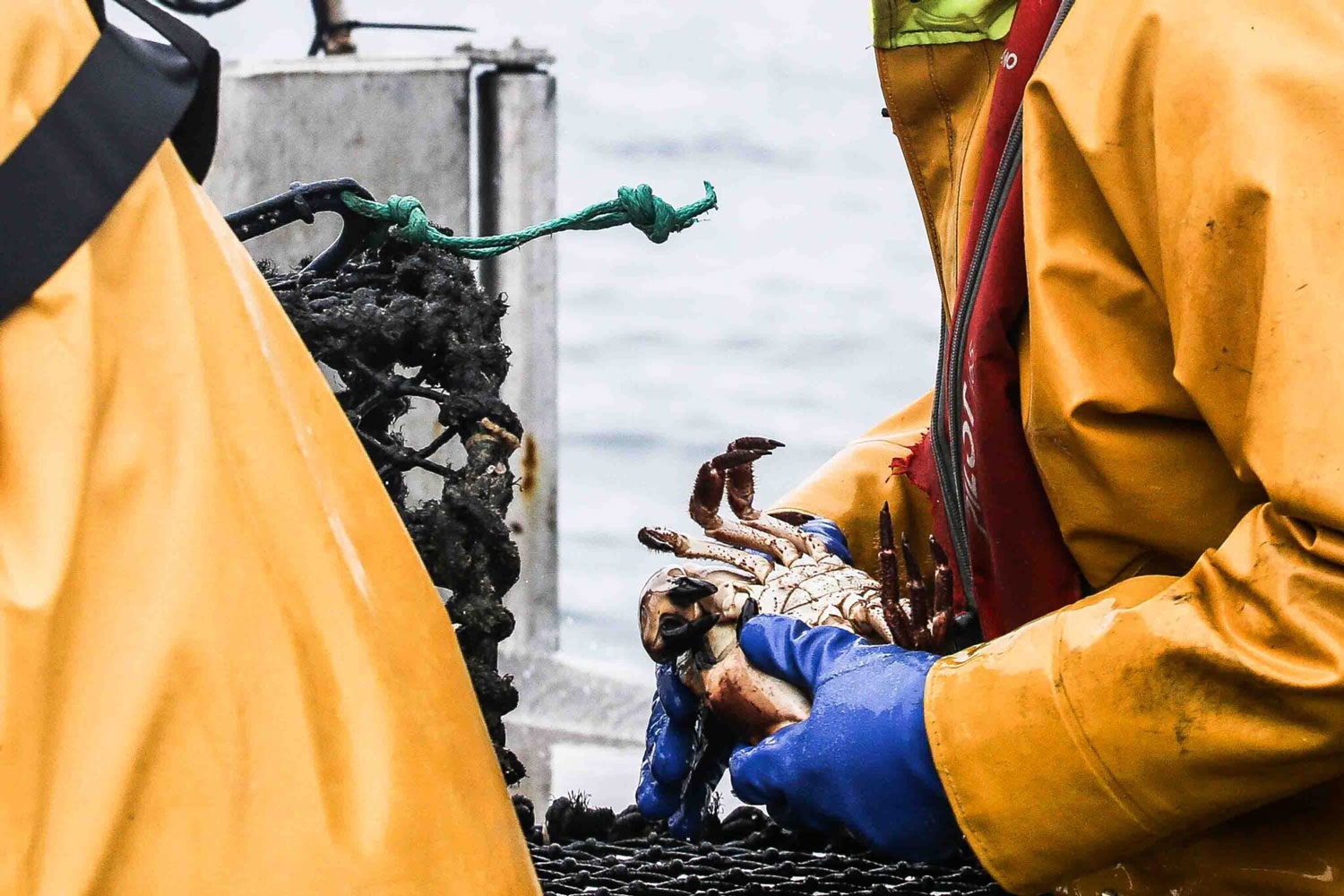 Pleine Mer : Pour un océan en bonne santé